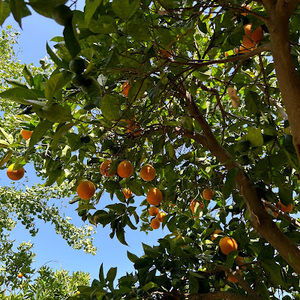 Meet your Posher, Alia